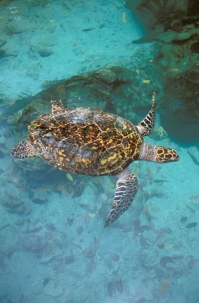 Central America, Panama, Bocas Del Torro Island. Green Turtle (Chelonia myches)
