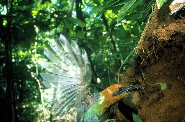 CENTRAL AMERICA, Panama, Borro Colorado Island Colorful tropical bird grabs an