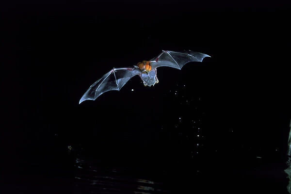 CENTRAL AMERICA, Panama, Borro Colorado Island A fishing bat (Noctillo leporinus) in flight