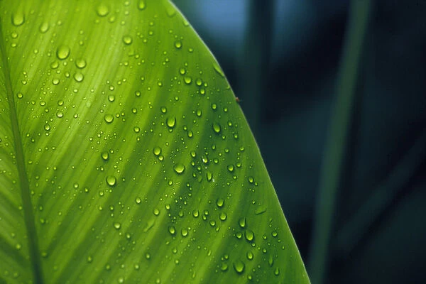 CENTRAL AMERICA, Panama, Borro Colorado Island Green leaf with water droplets