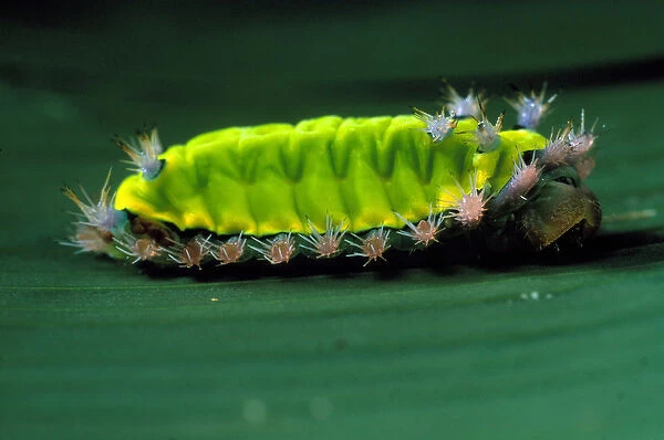 CENTRAL AMERICA, Panama, Borro Colorado Island Saddle-back caterpillar, which