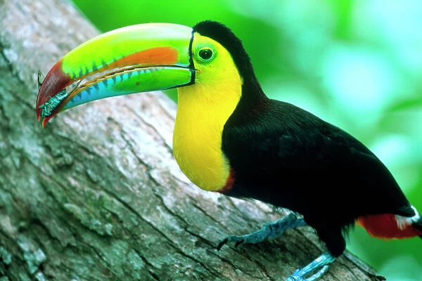 CENTRAL AMERICA, Panama, Borro Colorado Island Keel billed toucan (Ramphastos sulfurtus)