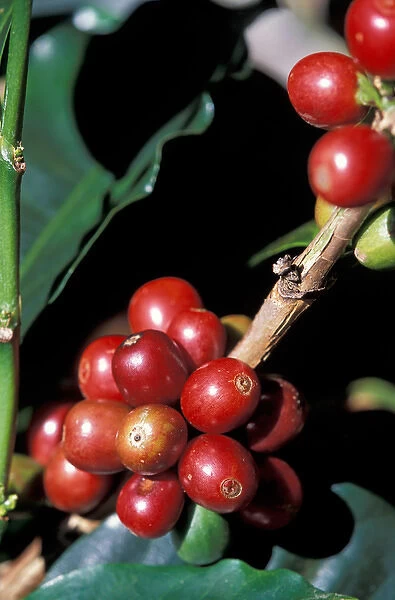 Central America, Panama, Chiriqui Province, Boquete, Finca Lerida. Private coffee plantation