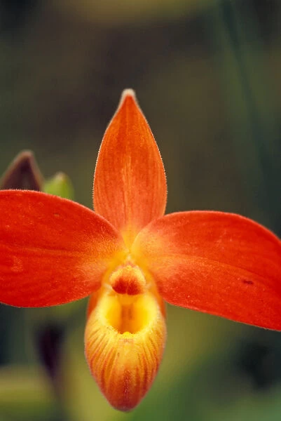 Central America, Panama, Chiriqui Province, Boquete. Inca Dracula - World famous orchid farm