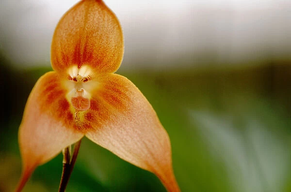 Central America, Panama, Chiriqui Province, Boquete, Finca Dracula. World famous orchid farm