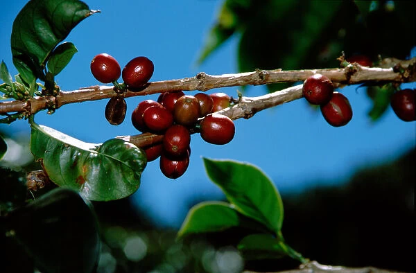 Central America, Panama, Chiriqui Province, Boquete, Finca Lerida. Private coffee plantation
