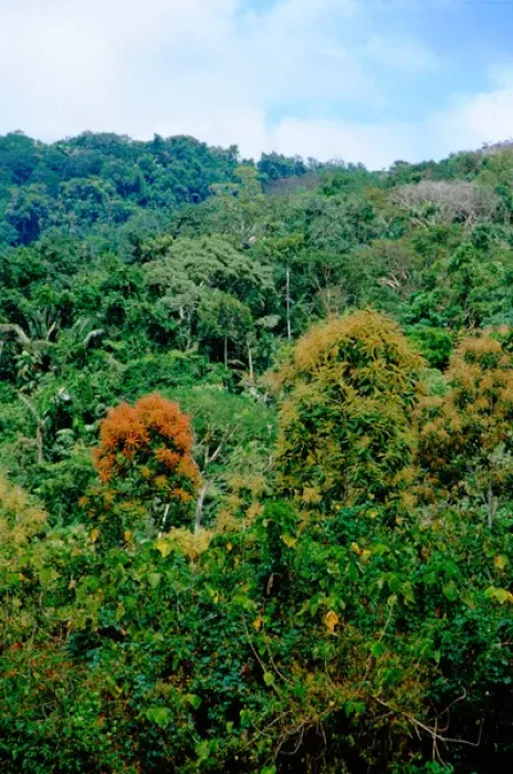 Framed Print : Central America, Panama, Darien Province, Darien National Park, Cana. UNESCO World Heritage Site Framed Print : Central America, Panama, Darien Province, Darien National Park, Cana. UNESCO World Heritage Site