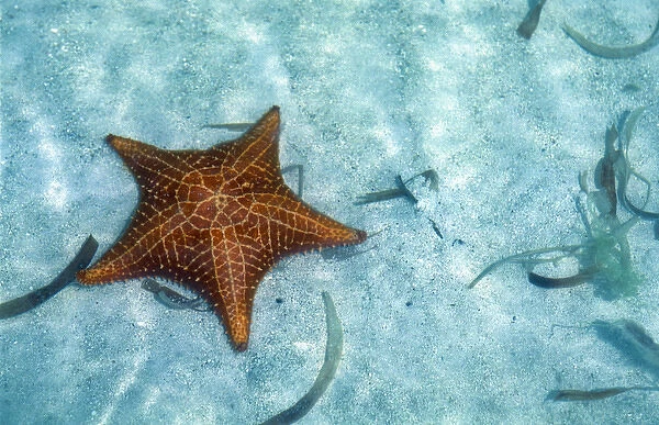 Central America, Panama, San Blas Archipelago. Starfish. The San Blas consists of