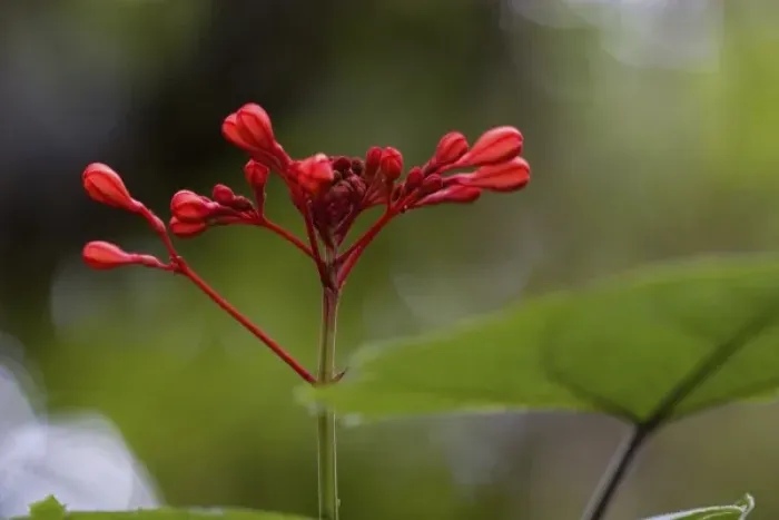 Framed Print : Central America, portrait of red flower