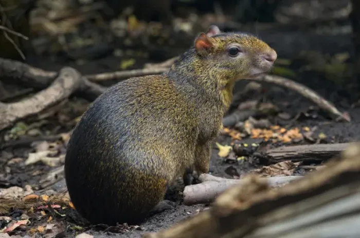 Framed Print : Central American Agouti (Dasyprocta punctata), Costa Rica Framed Print : Central American Agouti (Dasyprocta punctata), Costa Rica