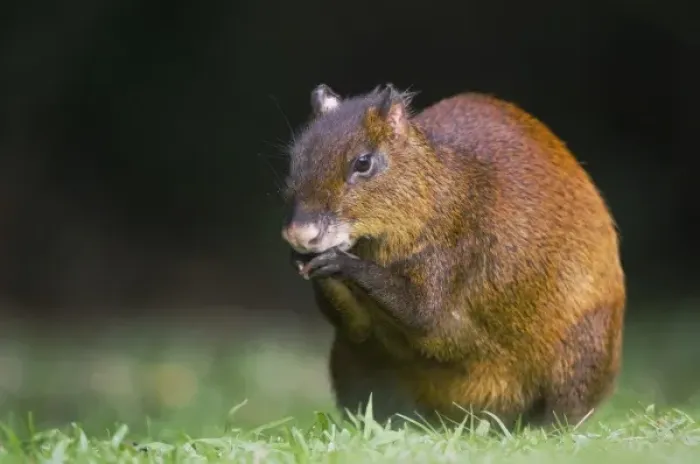 Framed Print : Central American Agouti, Dasyprocta punctata, adult eating, Bosque de Paz, Central Valley
