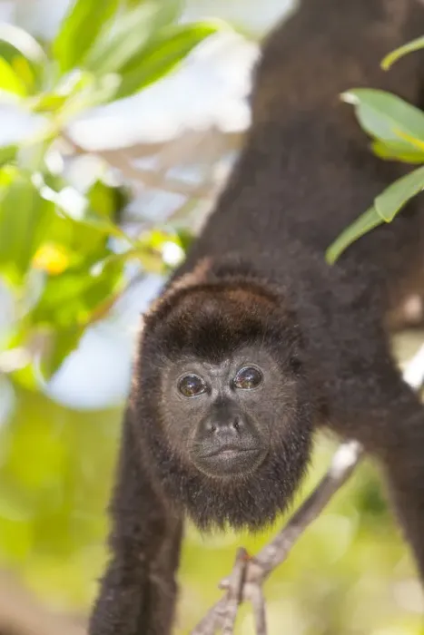 Framed Print : Central American Howler Monkey (Alouatta palliata), rehab center and forest preserve Framed Print : Central American Howler Monkey (Alouatta palliata), rehab center and forest preserve