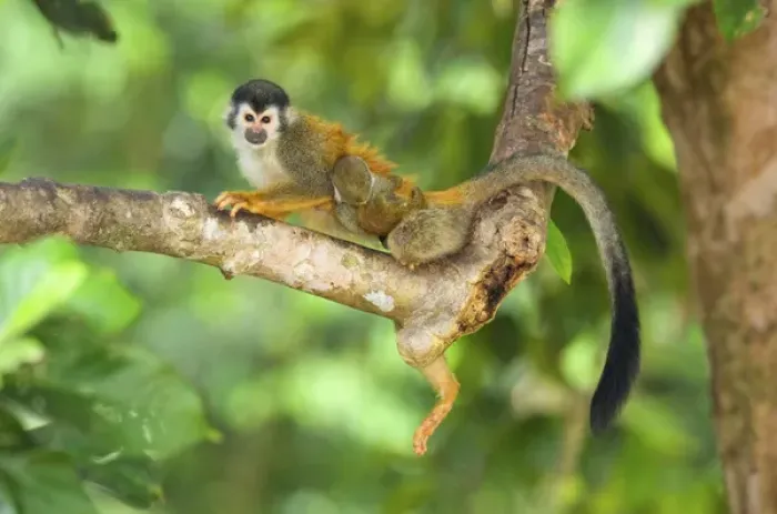 Framed Print : Central American squirrel monkey (Saimiri oerstedii) is a squirrel monkey species