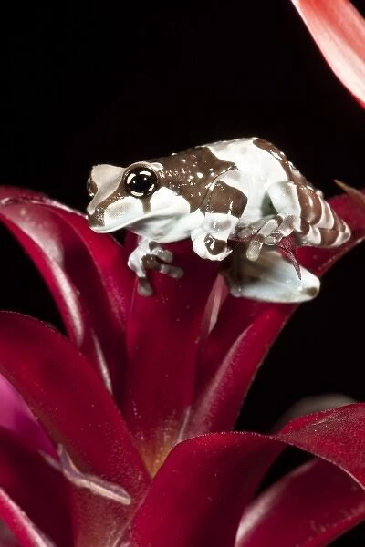 Central PA, USA, Amazon Milk Frog, Trachycephalus resinifictrix, Native to Northern South America