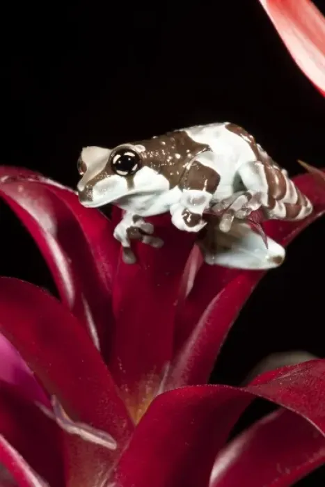 Framed Print : Central PA, USA, Amazon Milk Frog, Trachycephalus resinifictrix, Native to Northern South America