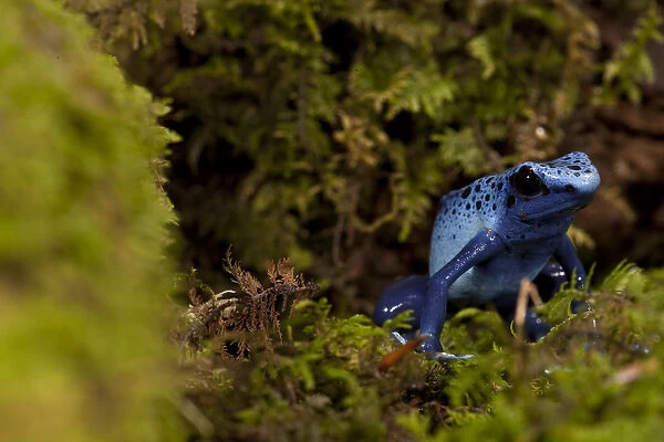 Central PA, USA, Blue Dart Frog; Dendrobates azureus; Native to South America; controlled