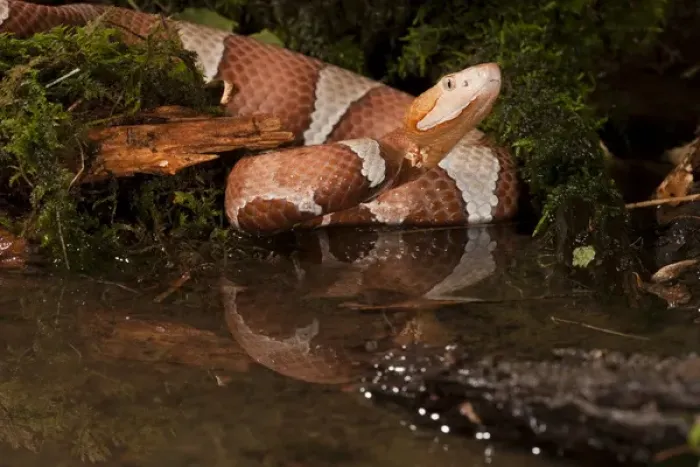 Framed Print : Central PA, USA, Broad-banded Copperhead, Agkistrodon contortrix laticinctus, Native