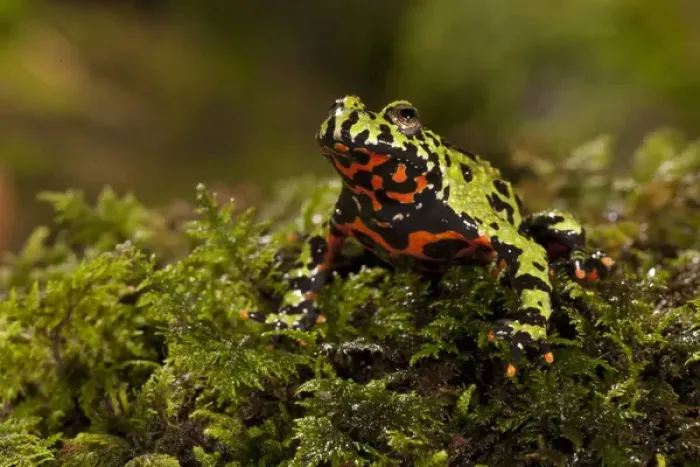 Framed Print : Central PA, USA, Fire Belly Toad;Bombina orientalis;Native to Korea & NE China