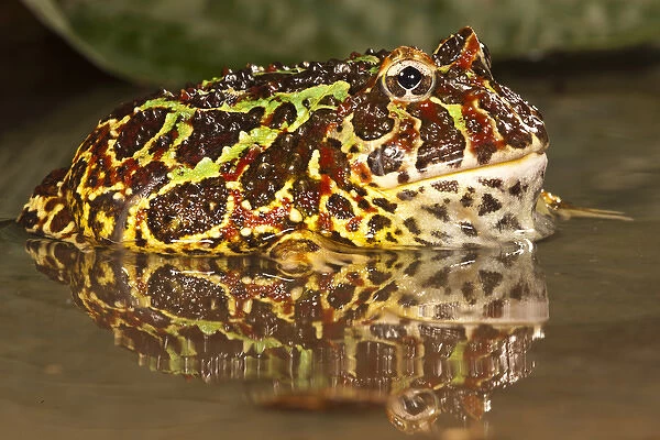 Central Pennsylvania, Argentine Horned Frog, Ceratophrys ornata, in pond, captive