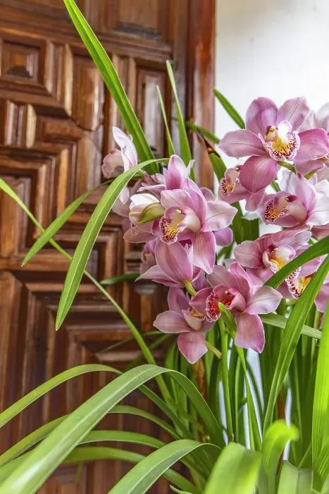 Framed Print : Centro District, Cordoba, Cordoba Province, Andalusia, Spain. May 2, 2023. Beautiful flowers in a home in Cordoba. Editorial Use Only