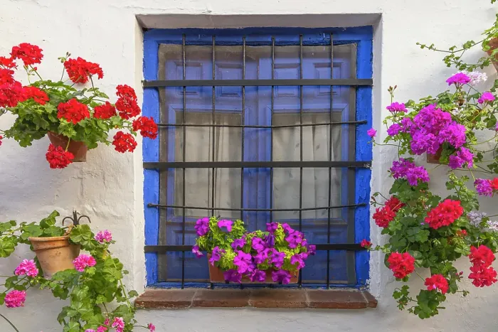 Framed Print : Centro District, Cordoba, Cordoba Province, Andalusia, Spain. Colorful flowers decorate a blue window Framed Print : Centro District, Cordoba, Cordoba Province, Andalusia, Spain. Colorful flowers decorate a blue window