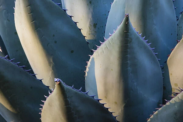 Century Plant (Agave species) leaves with spines