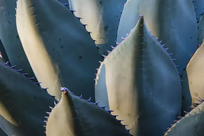 Framed Print : Century Plant (Agave species) leaves with spines Framed Print : Century Plant (Agave species) leaves with spines