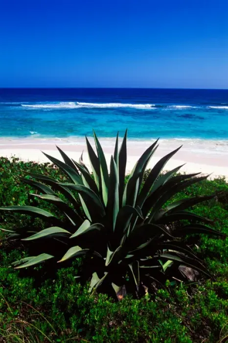 Framed Print : Century plants lining up the beaches of Cat Island, Bahamas Framed Print : Century plants lining up the beaches of Cat Island, Bahamas