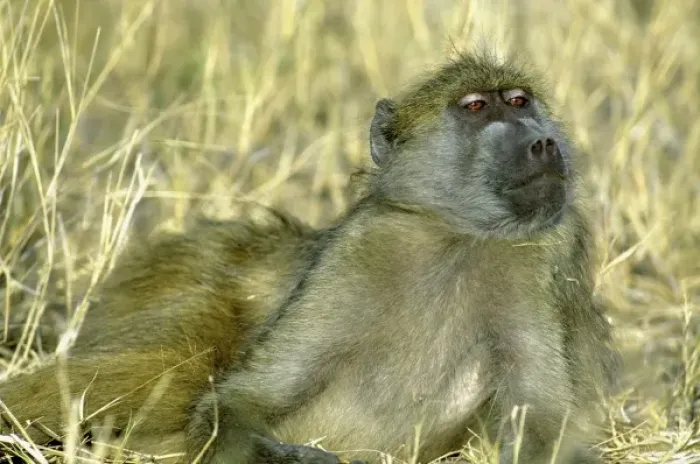 Framed Print : Chacma Baboon, (Papio cyanocephalus), laying in grass, Chobe National Park, Botswana
