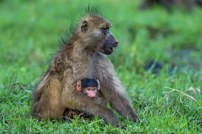 Framed Print : A chacma baboon, Papio ursinus, with a newborn in Chobe National Park. Botswana
