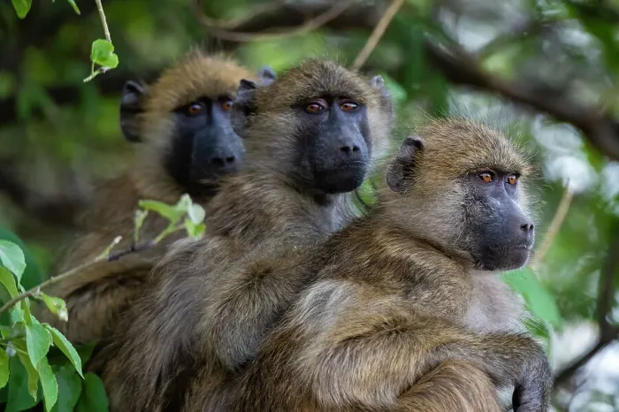 Framed Print : Three chacma baboons, Papio ursinus, sitting in a tree in Chobe National Park. Botswana Framed Print : Three chacma baboons, Papio ursinus, sitting in a tree in Chobe National Park. Botswana