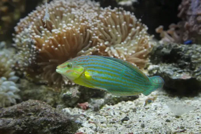 Framed Print : Chain-lined wrasse, Kula Eco Park, Coral Coast, Viti Levu, Fiji, South Pacific