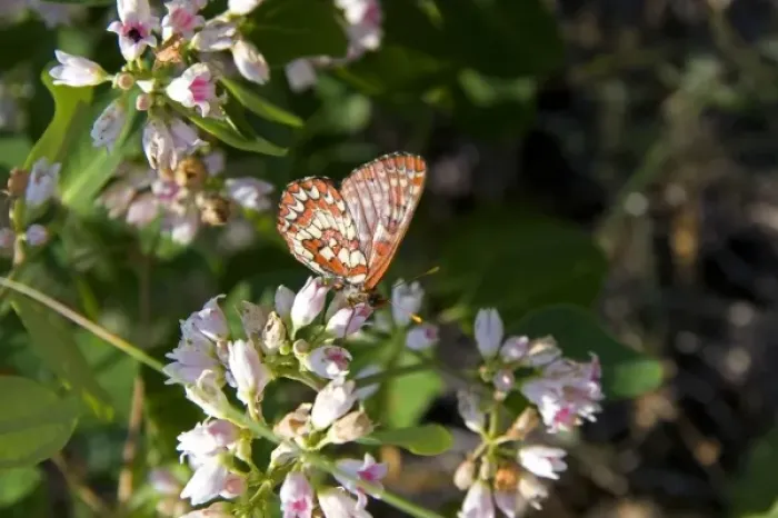 Framed Print : Chalcedon Checkerspot butterfly in the Nymphalidae family located in Idaho