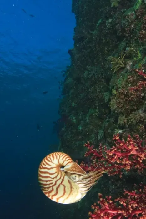 Framed Print : Chambered Nautilus swimming near Gnemelis Dropoff, Palau, Micronesia, Rock Islands