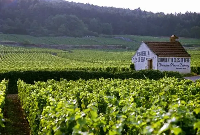 Framed Print : Chambertin Clos Framed Print : Chambertin Clos