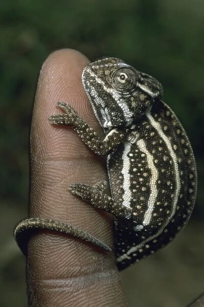 Chameleon, (Furcifer campani), Central Madagascar