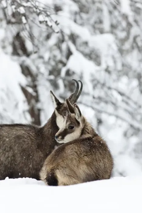 Framed Print : Chamois (Rupicapra rupicapra) mother with young in early winter in deep snow Framed Print : Chamois (Rupicapra rupicapra) mother with young in early winter in deep snow