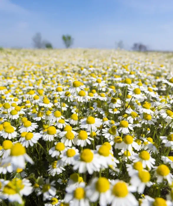 Framed Print : Chamomile Field (Matricaria chamomilla), Hortobagy National Park in spring. Hungary