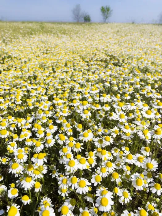 Framed Print : Chamomile Field (Matricaria chamomilla), Hortobagy National Park in spring. Hungary