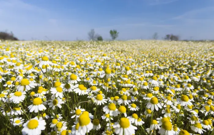 Framed Print : Chamomile Field (Matricaria chamomilla), Hortobagy National Park in spring. Hungary