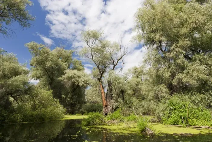 Framed Print : Channels in the Danube Delta, romania. Big willows, alder and ash trees from a riparian Framed Print : Channels in the Danube Delta, romania. Big willows, alder and ash trees from a riparian