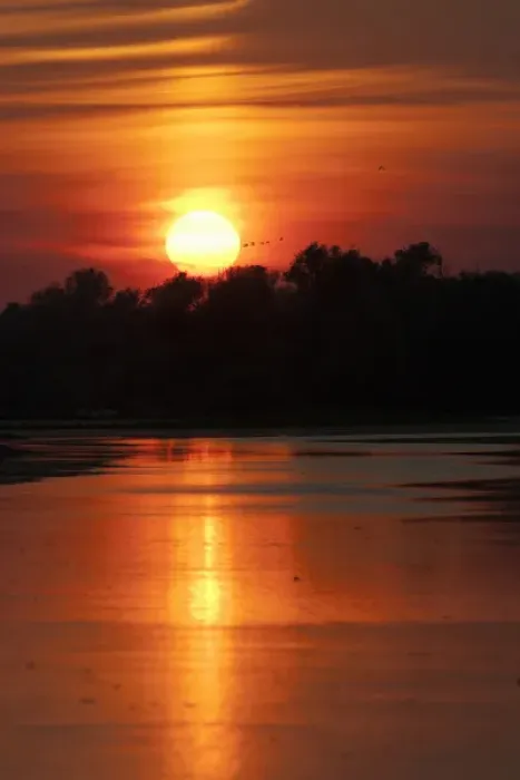 Framed Print : Channels and lakes during sunset in the Danube Delta, romania. Big willows, alder