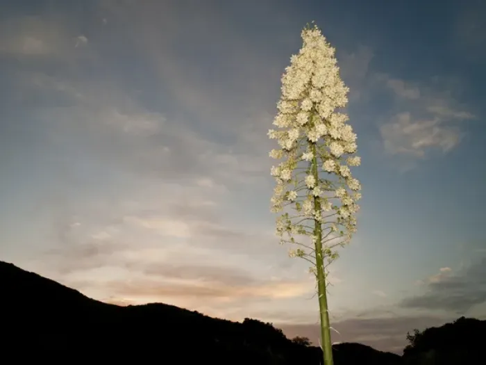 Framed Print : Chaparral yucca flowering in Los Padres National Forest, California, north of Los Angeles