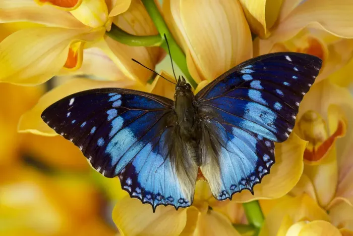 Framed Print : Charaxes smaragdalis butterfly on large golden cymbidium orchid Framed Print : Charaxes smaragdalis butterfly on large golden cymbidium orchid