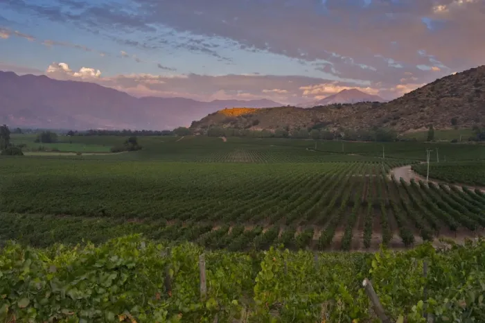 Framed Print : Chardonnay vines in the foreground of Haras de Pirque winerys vineyards, near Framed Print : Chardonnay vines in the foreground of Haras de Pirque winerys vineyards, near