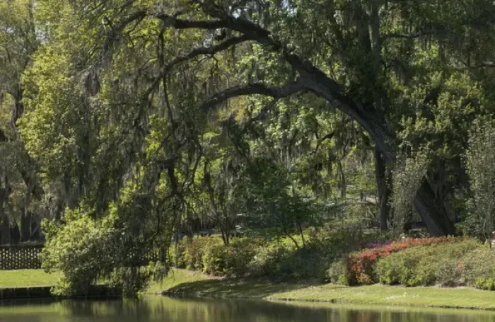 Framed Print : Charleston, South Carolina, USA. A large tree stretches over a reflecting pond Framed Print : Charleston, South Carolina, USA. A large tree stretches over a reflecting pond