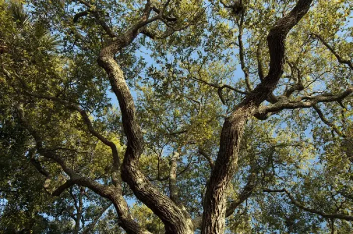 Framed Print : Charleston, South Carolina, USA. Tree branches stretch out against the cloudless Framed Print : Charleston, South Carolina, USA. Tree branches stretch out against the cloudless