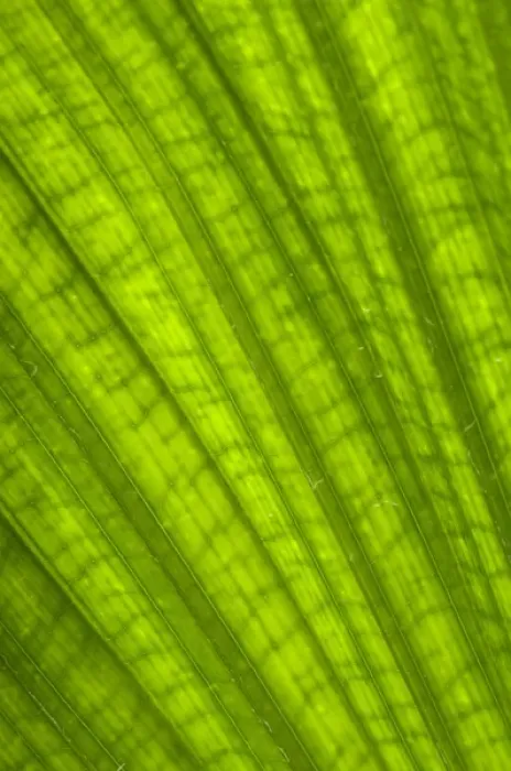 Framed Print : Charleston, South Carolina, USA. A closeup of patterns and veins in a large palm leaf Framed Print : Charleston, South Carolina, USA. A closeup of patterns and veins in a large palm leaf
