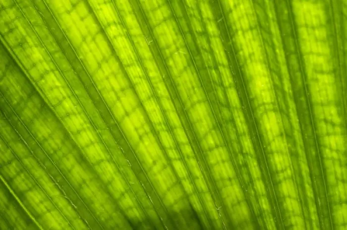 Framed Print : Charleston, South Carolina, USA. A closeup of patterns and veins in a large palm leaf Framed Print : Charleston, South Carolina, USA. A closeup of patterns and veins in a large palm leaf