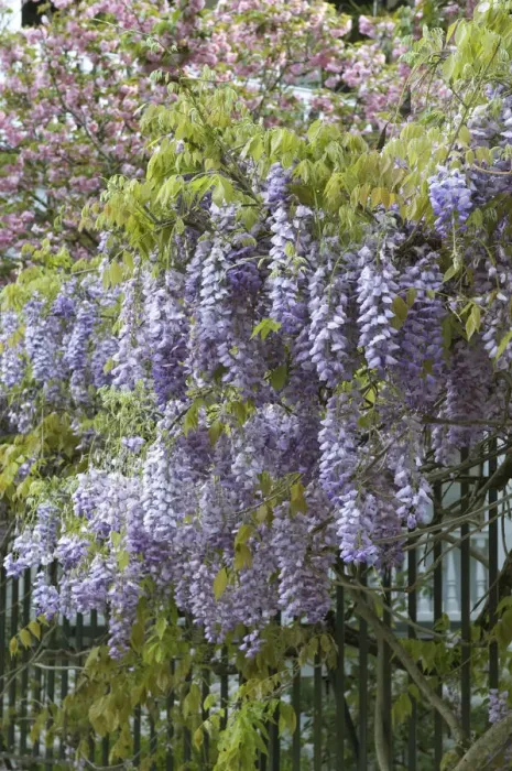 Framed Print : Charleston, South Carolina, USA. American Wisteria growing along a fence in downtown Framed Print : Charleston, South Carolina, USA. American Wisteria growing along a fence in downtown